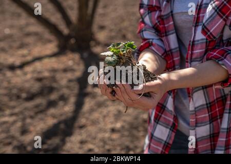 Junge Frau Gärtner hält Pflanze Sämlinge in ihren Händen. Hobby-Konzept Stockfoto