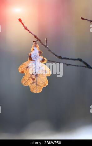 Allein gefrorenes Eichenblatt auf Zweig gegen Sonnenschein im Winterwald Stockfoto