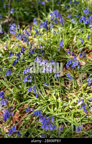 Bluebells, Hyacinthoides non-scripta, blühend im Frühling in den Cotswolds, Oxfordshire, Großbritannien Stockfoto