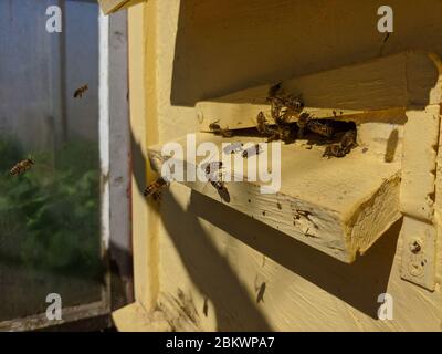 Honigbienen, die in den Bienenstock eindringen. Bienen am Eingang des Bienenstocks Nahaufnahme auf einem Hintergrund des Bienenstocks. Bienen, Bienenstock, Bienenzucht, Honigproduktion. Home apia Stockfoto