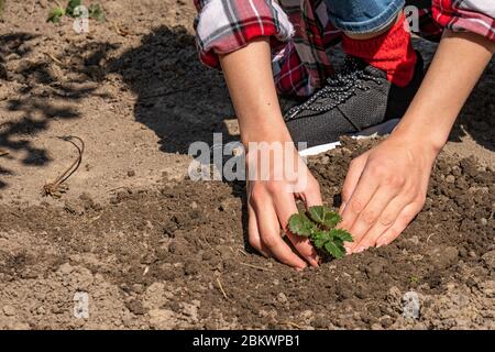 Nahaufnahme der Hände des Gärtners, die im Frühjahr kleine Erdbeere im Hinterhof Pflanzen Stockfoto