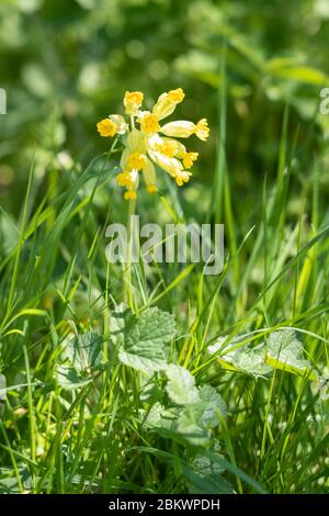 Kuhslip, Primula veris, blühend im Frühling in den Cotswolds, Oxfordshire, Großbritannien Stockfoto