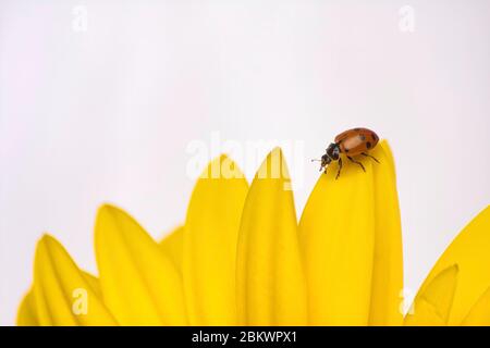 Rot und schwarz gefleckte Marienkäfer, die über die Spitze einer leuchtend gelben Blume gehen. Stockfoto