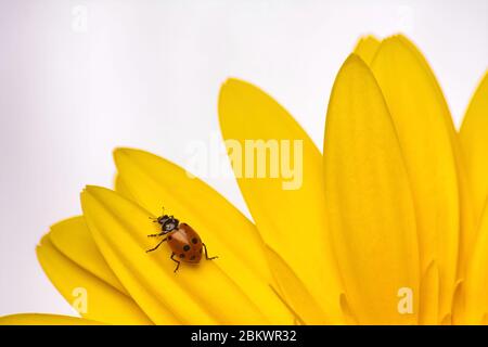 Rot und schwarz gefleckte Marienkäfer, die über die Spitze einer leuchtend gelben Blume gehen. Stockfoto