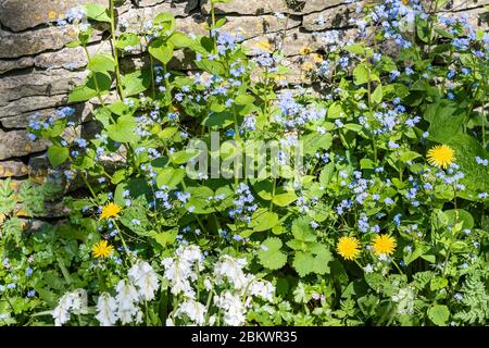 Vergiss mich nicht, Myosotis, weiße Bluebells, Hyacinthoides und Löwenzahn, Taraxacum, Wildblumen von Cotswold Trockensteinmauer im Frühling in der Cotsw Stockfoto