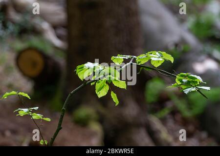 Ein einzelner sonnenbeschienenen Zweig von einer Buche vor einem schattigen Wald Stockfoto