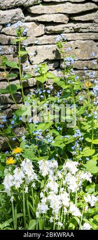 Vergiss mich nicht, Myosotis, weiße Bluebells, Hyacinthoides und Löwenzahn, Taraxacum, Wildblumen von Cotswold Trockensteinmauer im Frühling in der Cotsw Stockfoto