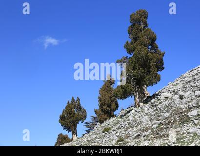Zedernbäume am Berghang am blauen Himmel im Hintergrund. Nehmen Sie es in Likya Yolu Tourist Way auf Türkisch. Tahtali Dagi Berghang. Stockfoto