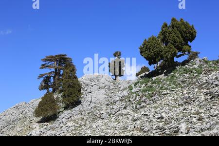 Zedernbäume zwischen Steinen in Bergen auf blauem Himmel Hintergrund. Likya Yolu Touristen Weg in der Türkei. Stockfoto