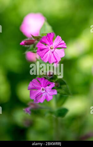 Frühling blühende Wildblume Red Campion, Silene dioica, blühend in einem Landgarten in Großbritannien Stockfoto