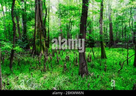 Die Sumpflandschaft der Congaree Nationalpark Stockfoto