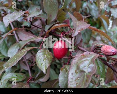 Auf den Zweigen des Baumes reifen Pflaumenbeeren (Prunus cerasifera). Stockfoto