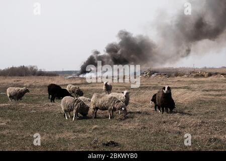 Brennende Müllhalde verschmutzt die Umwelt. Starker Wind steigt giftiger Rauch brennenden Mülls in die Luft. Stockfoto