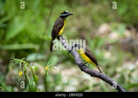 Ein Paar große Kiskadees (Pitangus sulfuratus sulfuratus) im peruanischen Amazonas Stockfoto