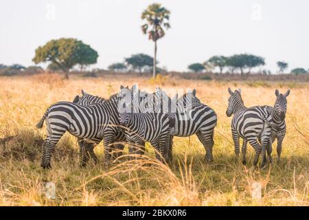 Grevy Zebra, Equus grevyi, Kidepo Valley National Park, Uganda Stockfoto