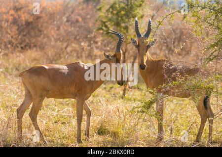 Lelwel hartebeest, Jackson's hartebeest, Alcelaphus buselaphus lelwel, Kidepo Valley National Park, Uganda Stockfoto