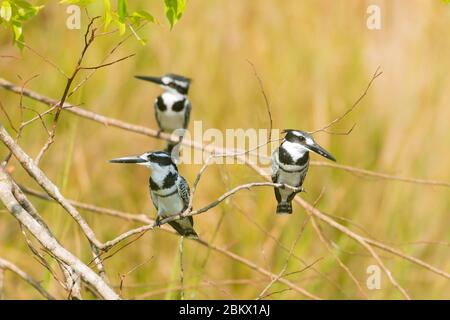 Pied Kingfisher, Ceryle rudis, Murchison Falls Nationalpark, Uganda Stockfoto