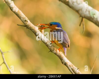 Kingfisher, Alcedo atthis, Murchison Falls Nationalpark, Uganda Stockfoto