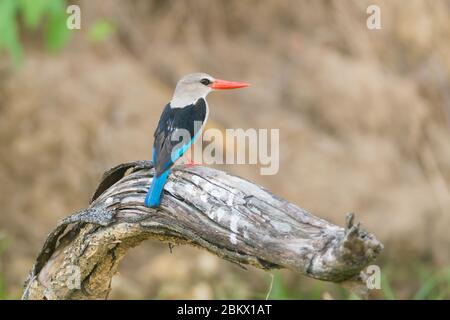 Graukopfeisvogel, Halcyon leucocephala, Murchison Falls Nationalpark, Uganda Stockfoto