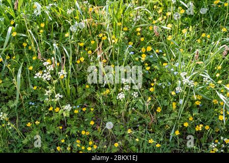 Forget Me Nots - Myosotis - Kuhpsilie - Anthriscus sylvestris, Buttercups - Ranunculus - blühende Wildblumen und Löwenzahn-Samenköpfe in Springtim Stockfoto