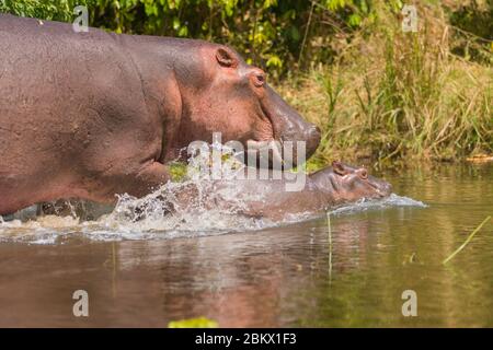 Hippo, Hippopotamus amphibius, Murchison Falls Nationalpark, Uganda Stockfoto