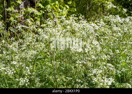 RindsPetersilie - Anthriscus sylvestris, blühende Wildblumen im Frühling, UK Stockfoto