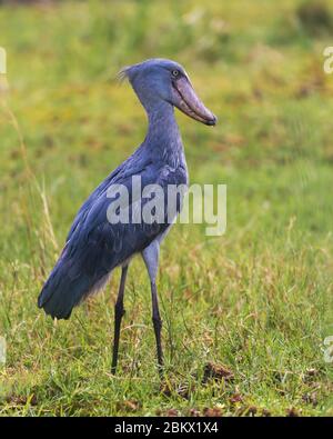 Schuhballen, Balaeniceps rex, Walkopf, Walkopf-Storch, Schuhschnabel-Storch, Murchison Falls Nationalpark, Uganda Stockfoto