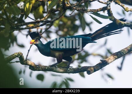 Great blue turaco, Corythaeola cristata, Kibale Wald, Uganda Stockfoto