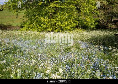 Kuh Petersilie - Anthriscus sylvestris, und vergessen Sie mich nicht Myotis blühende im Frühling und Linde - Tilia - Laubbaum im vollen Blatt, UK Stockfoto