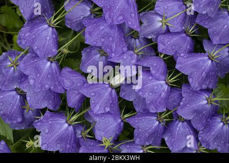 Nahaufnahme von Campanula-Blüten mit einer Knospe dazwischen. Stockfoto