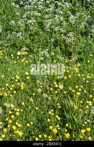 Forget Me Nots - Myosotis - Kuhpsilie - Anthriscus sylvestris, Buttercups - Ranunculus - blühende Wildblumen und Löwenzahn-Samenköpfe in Springtim Stockfoto