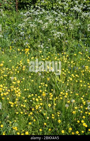 Forget Me Nots - Myosotis - Kuhpsilie - Anthriscus sylvestris, Buttercups - Ranunculus - blühende Wildblumen und Löwenzahn-Samenköpfe in Springtim Stockfoto