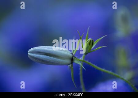 Makrobild oa Campanula Knospen mit verstellen Blüten im Hintergrund. Stockfoto
