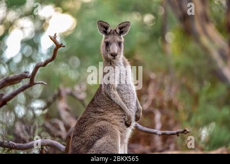 Eastern Grey Kangaroo, Macropus giganteus, Canberra, Australien Stockfoto
