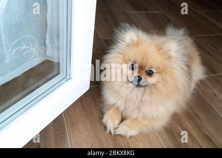 Schöner Hund liegt auf der Floo. Pommersche spitz Welpen liegt auf dem Boden beim offenen Fenster. Stockfoto