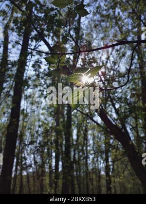 Die Sonne scheint durch die Zweige der Bäume. Ein Zweig mit Blättern gegen den blauen Himmel im Fokus. Frühlingssonne an einem sonnigen Tag. Stockfoto