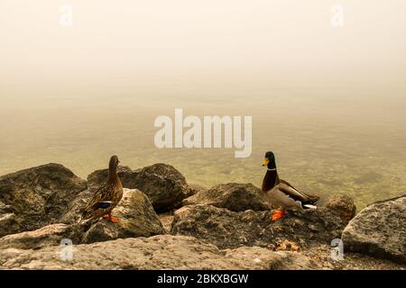 Ein paar Stockenten (Anas platyrhynchos), die am Ufer des Sees bei Sonnenuntergang stehen, Gardasee, Bardolino, Verona, Venetien, Italien Stockfoto