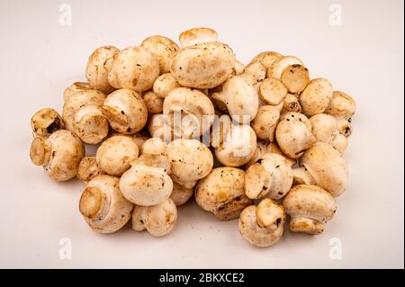 Junge Pilze auf weißem Hintergrund verstreut. Nahaufnahme Stockfoto