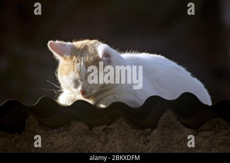 Katze Sonnenbaden in der Winterabendsonne Stockfoto