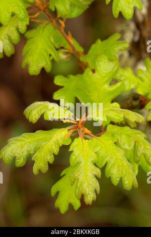 Oregon Oak (Quercus garryana) Leaves, William Finley National Wildlife Refuge, Oregon Stockfoto