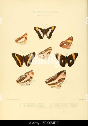 Illustrationen von neuen Arten von exotischen Schmetterlingen Heterochroa. Stockfoto