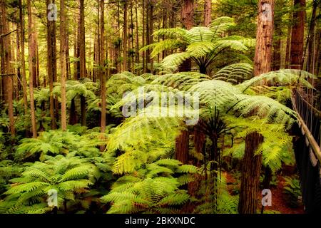 In Neuseeland beheimatete Farne und punga-Bäume wachsen inmitten der riesigen kalifornischen Mammutbäume im Wald von Whakarewarewa Rotoruua Stockfoto