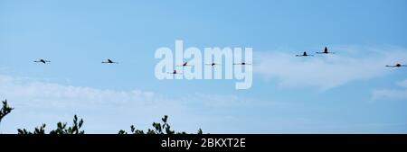 Fliegende Herde von schönen rosa großen Flamingos fliegen auf einer Linie auf einem blauen Himmel als Hintergrund Stockfoto