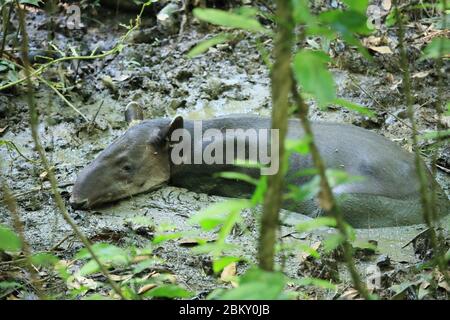 Baird’s Tapir (Tapirus bairdii) ruht im Schlamm eines halbtrockenen Regenwaldbaches. Sirena Ranger Station, Corcovado Nationalpark, Osa, Costa Rica Stockfoto