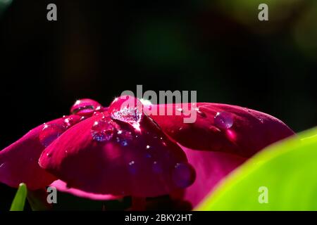Natur: Schöne Wassertropfen aus dem Morgentau schimmern aus natürlichem Licht, aufgenommen im Makro ganz nah mit feinen Details und Farben. Stockfoto