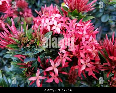 Cluster von rosa Ixora Blumen, die Schmetterlinge anzieht Stockfoto