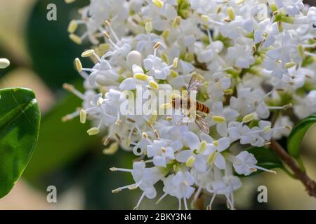 Marmelade schwebend auf der schönen weißen Blume der grünen Pflanze Stockfoto