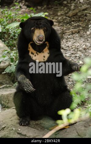 Malayun Sonnenbär ist gefährliche Arten im Wald, thailand und es haben schwarze Haare, U-Form Stockfoto