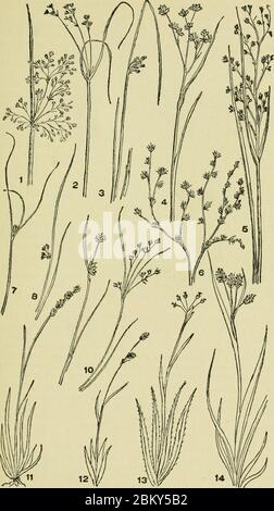 Bild von Seite 134 von ‘ein illustrierter Leitfaden zu den blühenden Pflanzen des mittleren Atlantiks und Neuenglands gibt (mit Ausnahme der Gräser und Gräser) den beschreibenden Text in bekannter Sprache an‘ (1910) 14779713361. Stockfoto