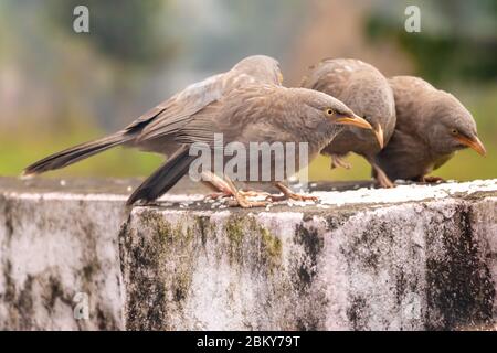 Dschungel-Schwätzer Vogel essen Reis Futter an der Wand. Stockfoto